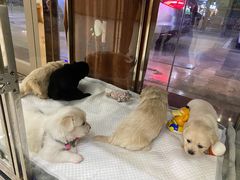 -瑞鹏宠物医院·骨科·猫科·内科(第一中心)