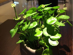 iphone_upload_pic-gaga(金光华店)