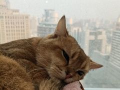 -共舞时光猫咖·狗咖(新街口店)