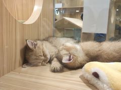 -屋虎猫馆(宝安大仟里店)
