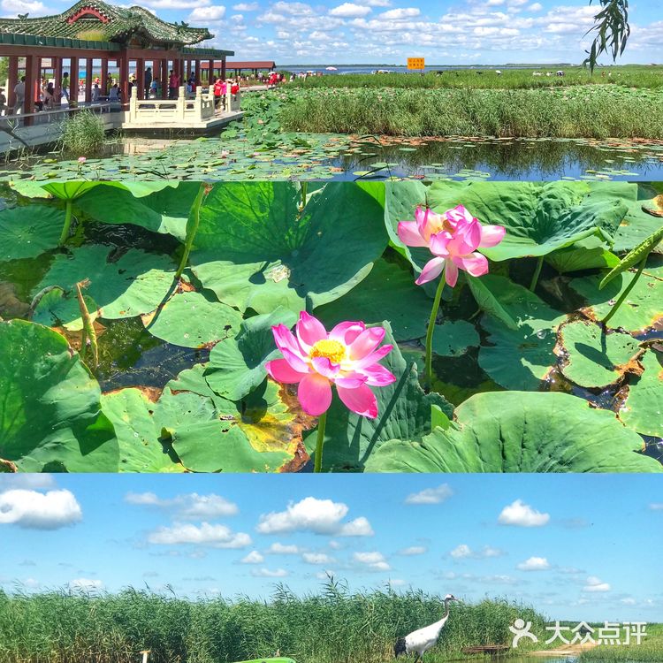 【旅行必打卡景点】鹤城齐齐哈尔，扎龙自然保护区