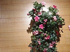 -云尊府云南菜·蒸汽石锅鱼(学清路店)