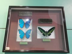 -上海昆虫博物馆