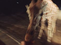 -清迈夜间动物园