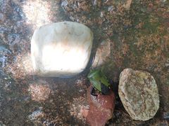 -广州白江湖森林公园