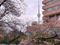 -武汉大学-樱园