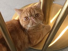 -飞行喵MR PILOT|猫舍·猫咖(静安大融城店)