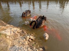 -森波拉奇妙世界