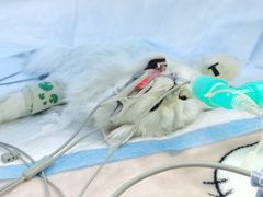 -爱妮康宠物医院·干细胞免疫细胞·肿瘤·心脏(张江店)