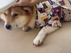 -怪兽屋·羊驼·猫咖·狗咖(俊华广场店)