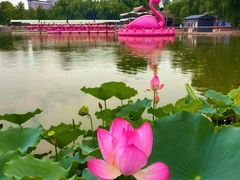 -莲花池公园