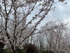 -顾村公园