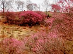-新建村梅花