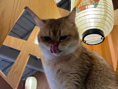 -MOCHA明星猫咖(田子坊店)