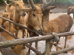 -海南热带野生动植物园