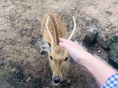 -清迈夜间动物园