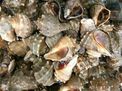 -港畔赶海蒸汽海鲜烧烤自助(仙螺岛店)