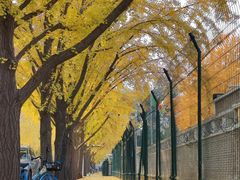 -三里屯东五街银杏大道