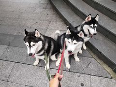 -Husky Go! 哈士奇体验馆·宠物咖啡厅狗咖