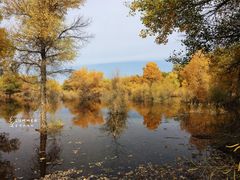 -金塔沙漠胡杨林景区