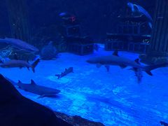 -芜湖新华联大白鲸海洋公园