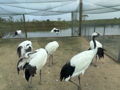 -盐城丹顶鹤湿地生态旅游区