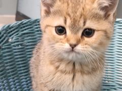 -纳吉亚猫专科动物医院·北北分院