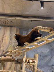 -Zoolung Zoolung动物主题公园(海信广场店)