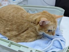 -御宝贝·A梦猫科宠物医院(国际猫友好医院)