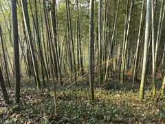 -镇江市南山风景名胜区竹林景区