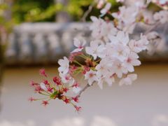 -醍醐寺