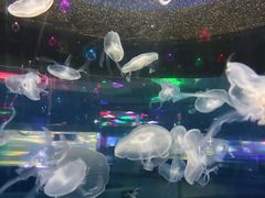 -重庆欢乐海底世界