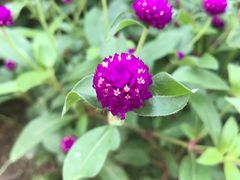 -广州市流溪河国家森林公园