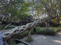 -瑞丽独树成林风景区