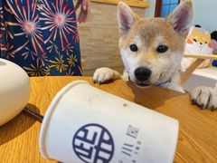 -柴犬小屋·柴餐厅·狗咖食堂(金鼎广场店)