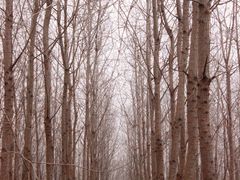 -合肥滨湖国家森林公园