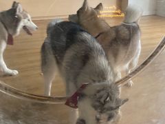 -Husky Go! 哈士奇体验馆·宠物咖啡厅狗咖