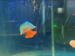 -苏州海洋馆