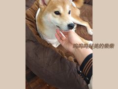 -豆柴町-柴犬主题狗咖(红鼎国际C座店)