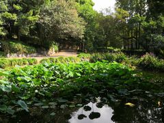-叶家花园