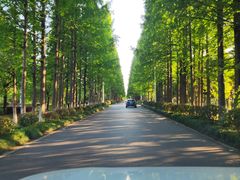 -东平国家森林公园