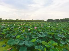 -嘉北郊野公园