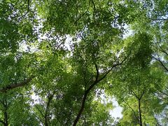 -燕晗山郊野公园