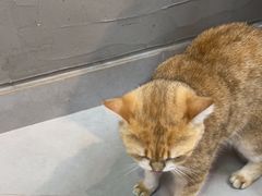 -Heymao猫咖.咖啡厅(东门店)