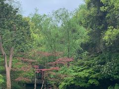 -杭州植物园