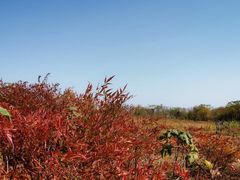 -盘龙城国家考古遗址公园