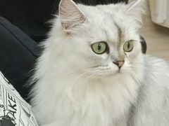 -瞄一喵猫咖(格力海岸店)