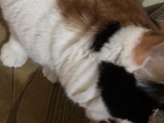 -艾贝尔宠物诊疗