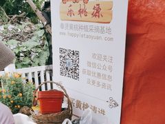 -樂桃源奉贤黄桃种植采摘基地