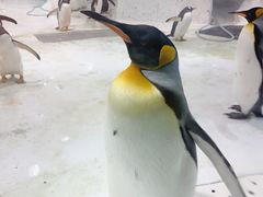 -大连圣亚海洋世界
